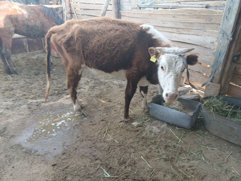 Қашар сатылады..