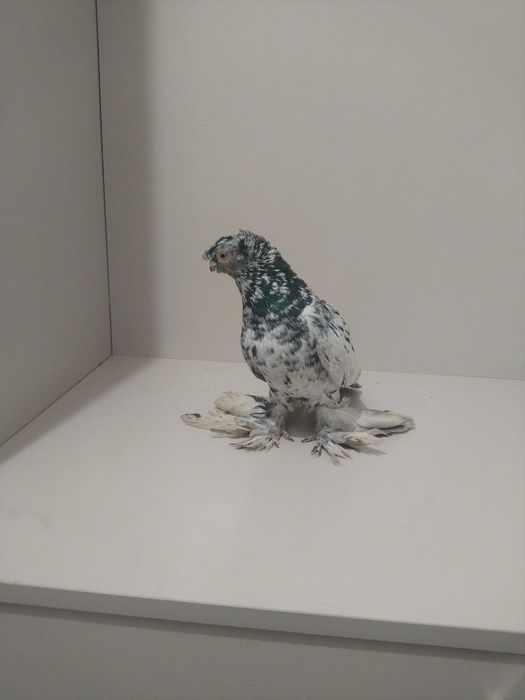 Голубы двухшубые