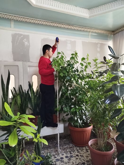 Xonaki, dekorativ gullar. Narxi keliwtirib gaplawamiza