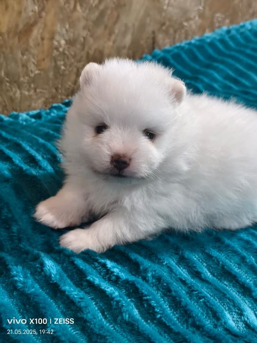 Очаровательные щенки шпица.