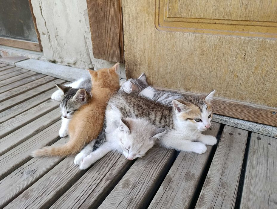 Котята даром 8 штук все мальчики