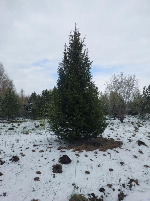 Крупномеры ели сосны саженцы