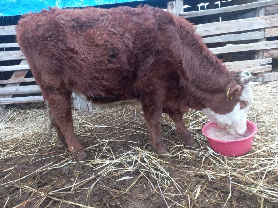 Продам корову  здоровая  ………………..