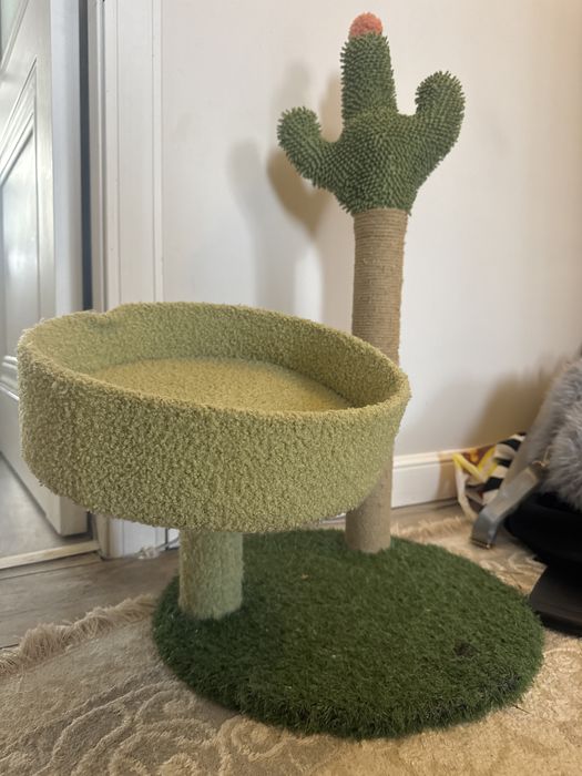 Кошка Британскую в/у