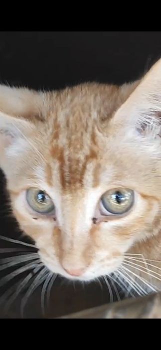 Котята из подвала!