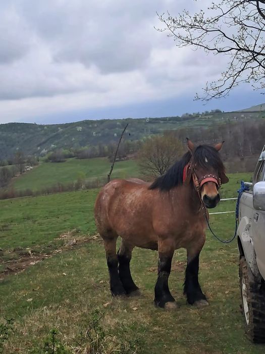Vând iapa gestantă