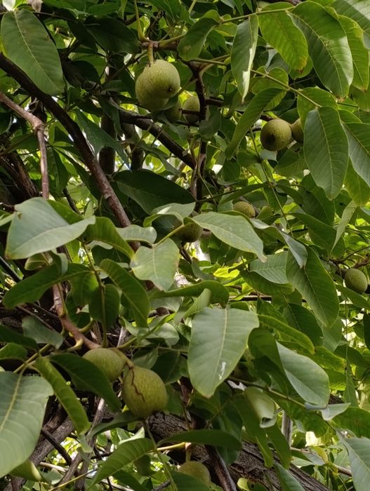 Продам дачу по 7