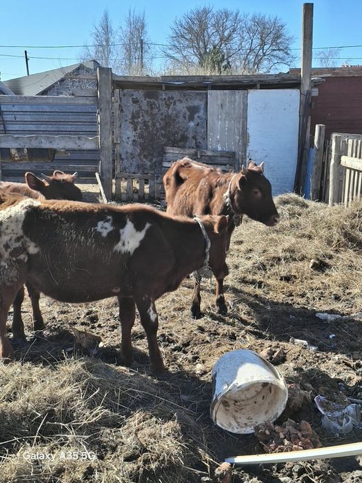 Продаю телечок 3головы