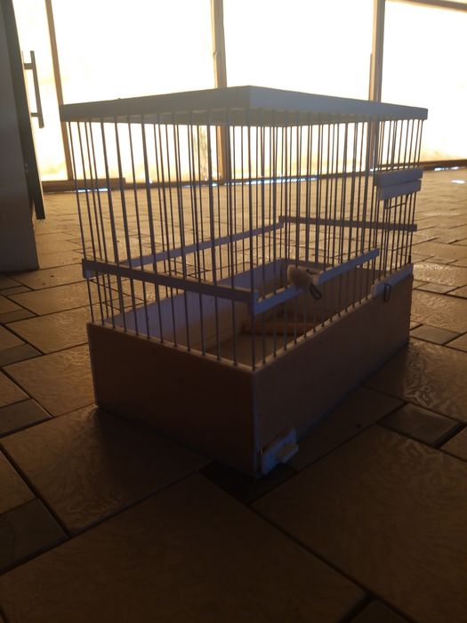 Shikaf  Kanareyka sayratishga