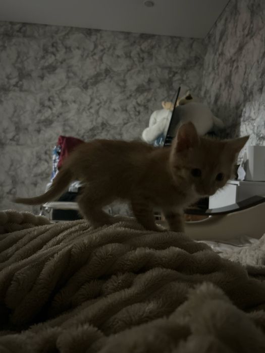 Отдам в добрые руки