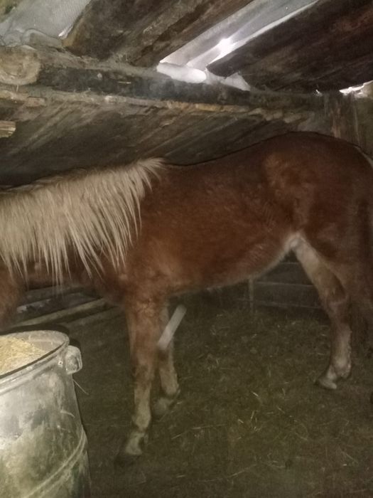 Продам жеребчика 2-летку на откорме