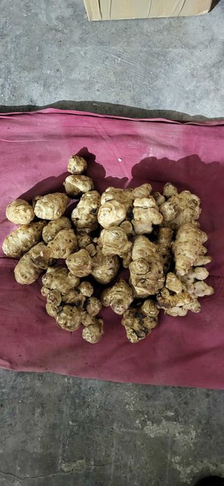 Topinambur bio productie proprie