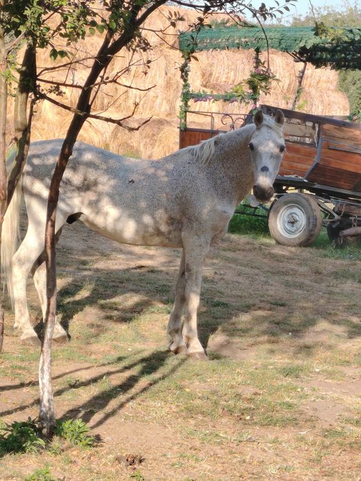 Cal 16 ani foarte bun blând