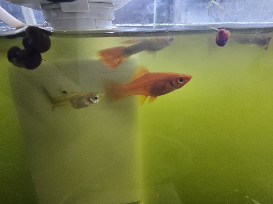 Продам аквариум с рыбами