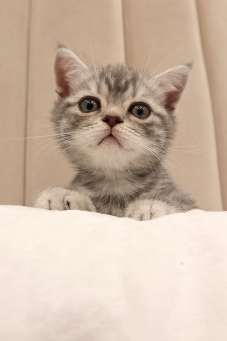 Продаётся шотландский котёнок
