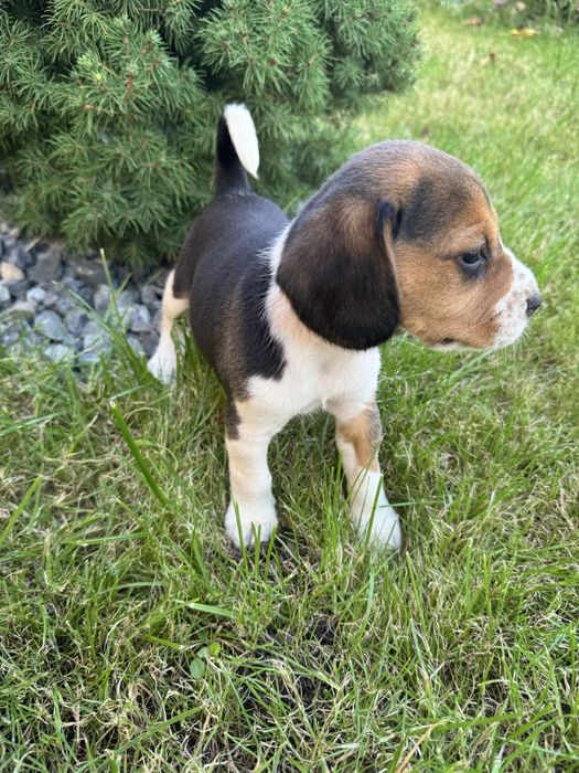 Beagle rasă pură