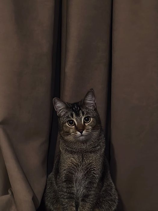 Бесплатно, в добрые руки.