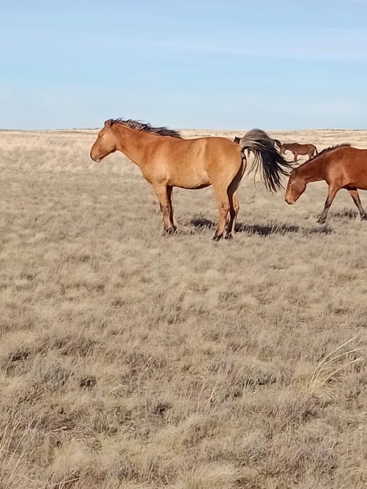 Құла айғыр сатылады
Құлын 100%
Үйір ыстап жүр 
Қан ауыстыру мақсаты