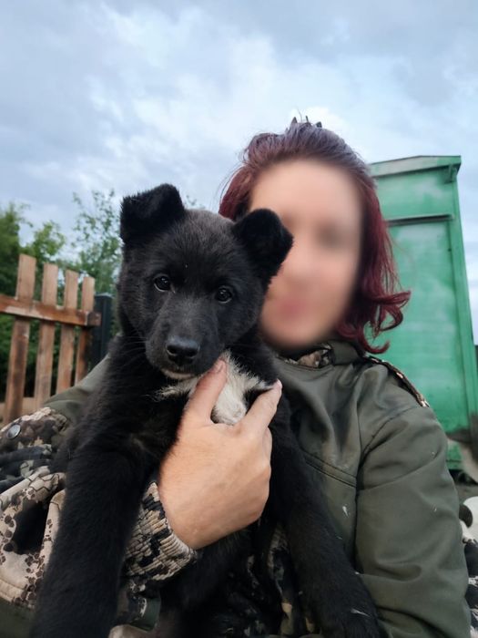 Щенок в добрые руки