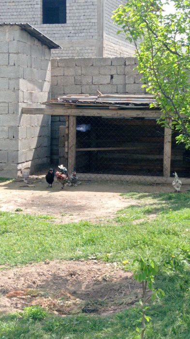 Японский куры карлик