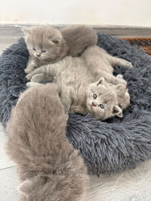 British shorthair blue