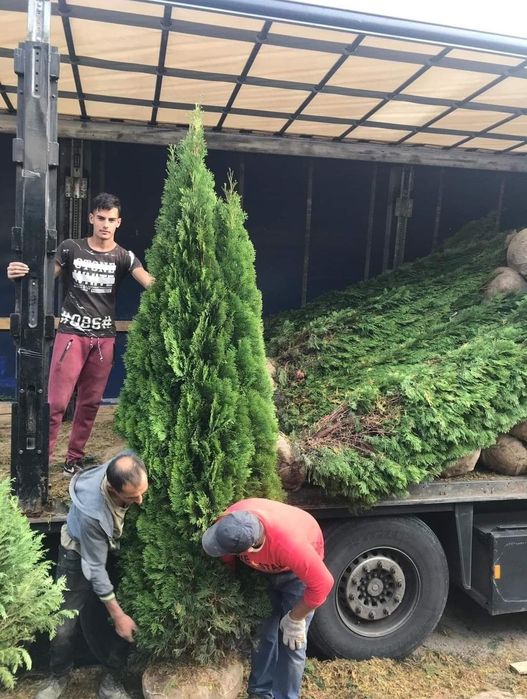 Tuia smaragd și leylandii 2.3m - 2.5m/ calitate extra/ super oferta