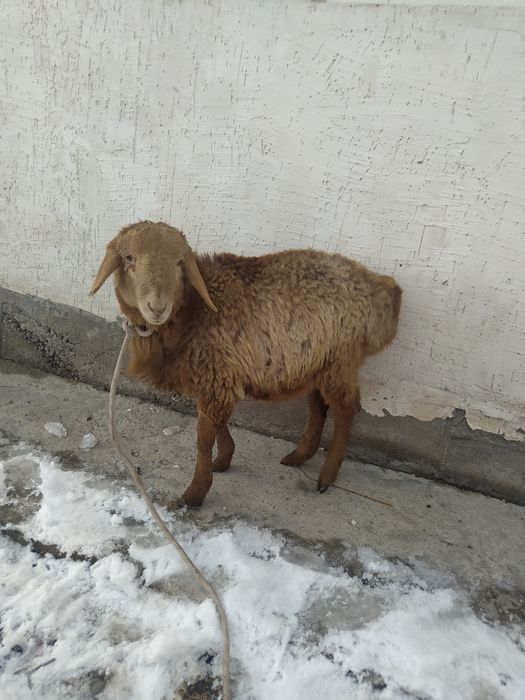 Тоқтылар, жас мал