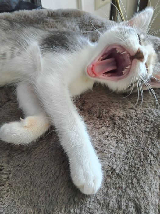 Домашно женско котенце на 2 месеца търси дом