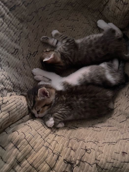 Отдам котят бесплатно