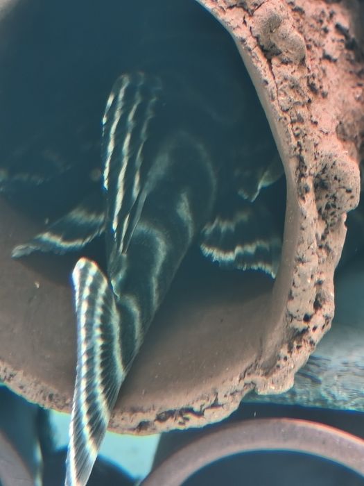 Налични полово зрели риби