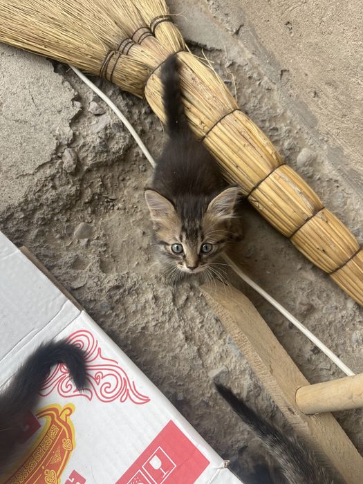 Отдам котят крысолов бесплатно