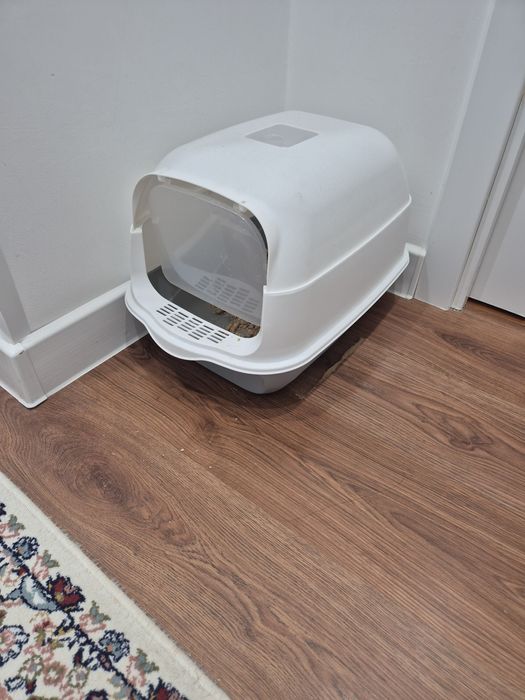 Продам котенка шотландец вислоухии