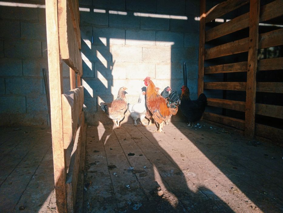 тауық сатылады.                      .