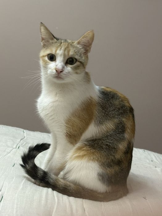 Кошка Бусинка ищет добрый дом