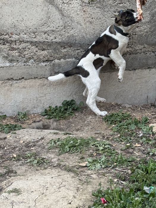 Күшік линия қарабас!!!