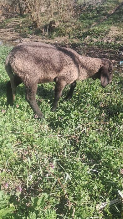 Miel Carabas Sarbesc