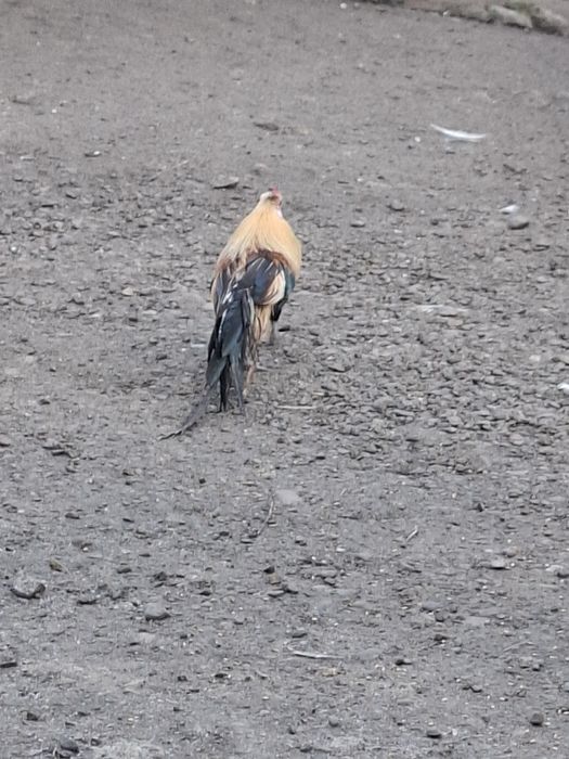 Pereche Phoenix  2025