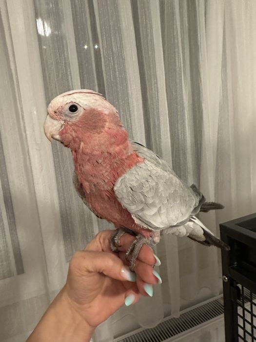 Papagal vorbitor pui Roza Kakadu ( Galah)  crescut la mana