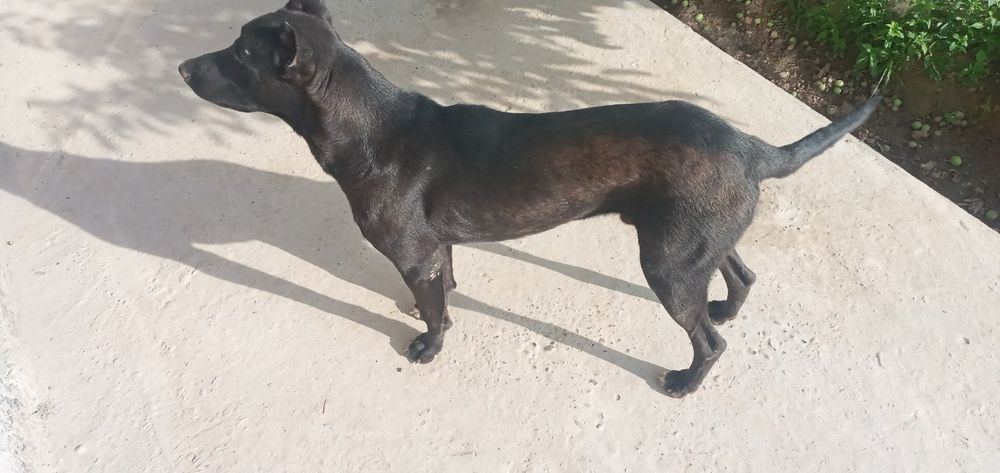 Pitbull erkak 8 oylik