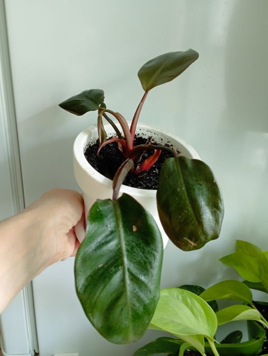 Филодендрон и клеродендрум