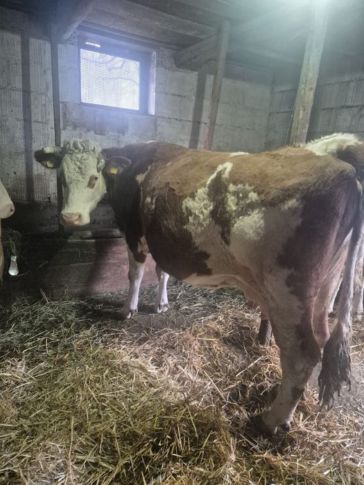 Vaca  de lapte extra