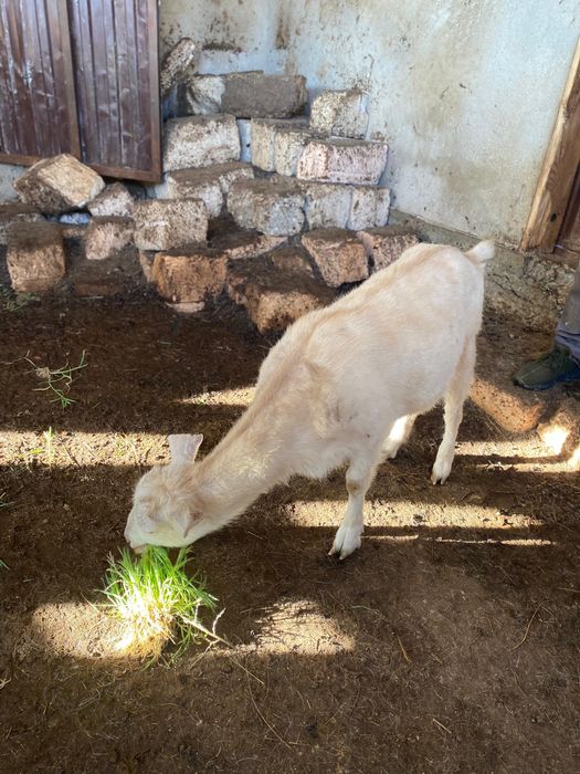 Занен шыбыш ешкі