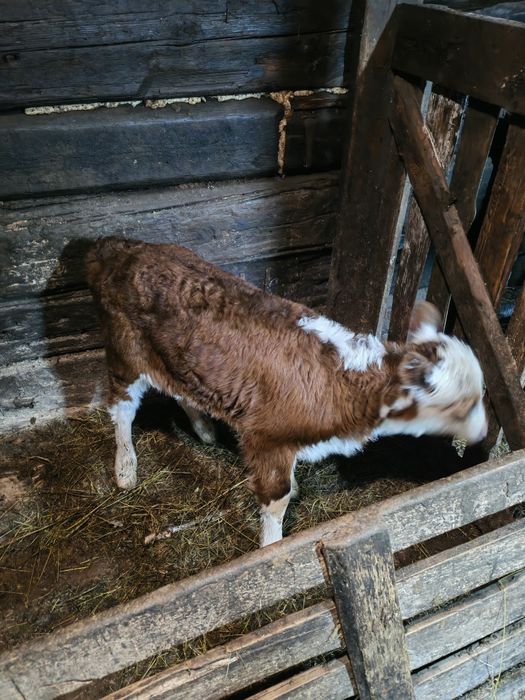 Продам телят бычок и тëлачка