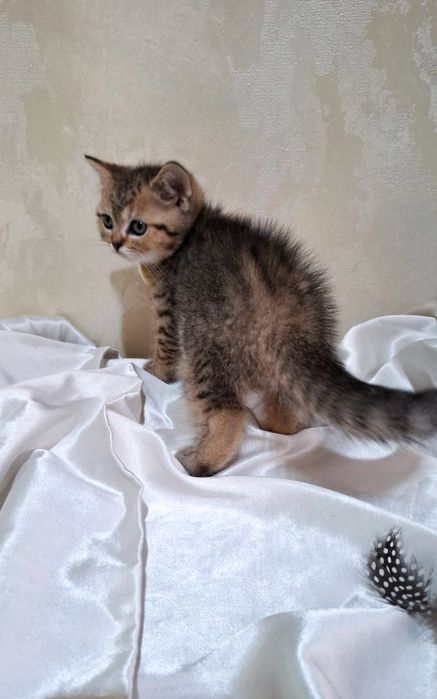 Котята британские шиншилла золото