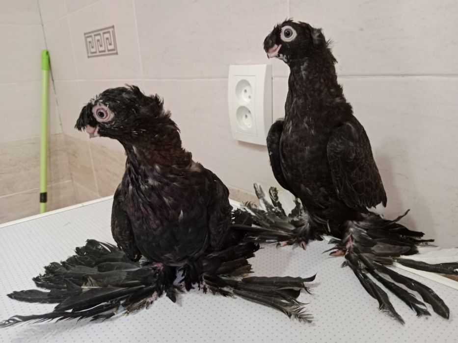 Продам   голубей