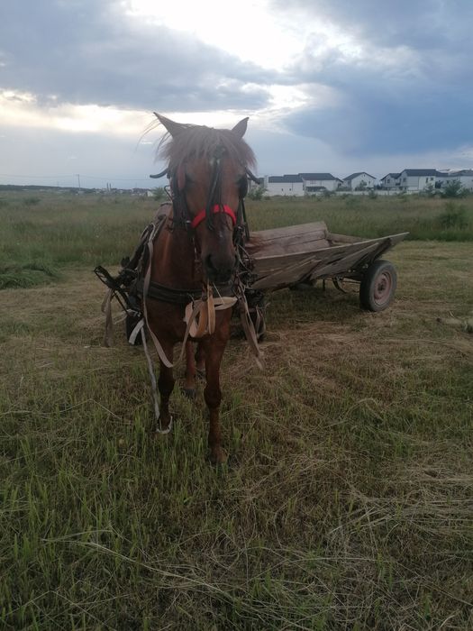 De vânzare cal 6anicastrat  buminte nu musca nu bate cu pate cu picioarele merce