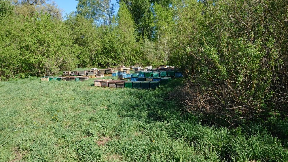 Мёд алтайский Усть Каменогорский