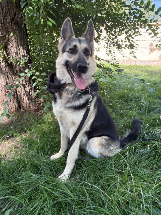 Продам щенков ВЕО с родословной