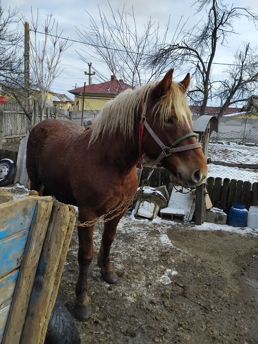 Vând cîlan semi greu