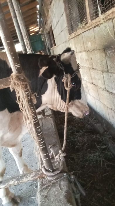 Продам бычка срочно